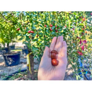 Jujuba čínska (Ziziphus sativa) ‘ABONDANCE’ – výška 250–300 cm, kont. C70L (-20 °C)